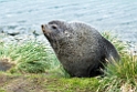 Fur Seal.20081112_3739